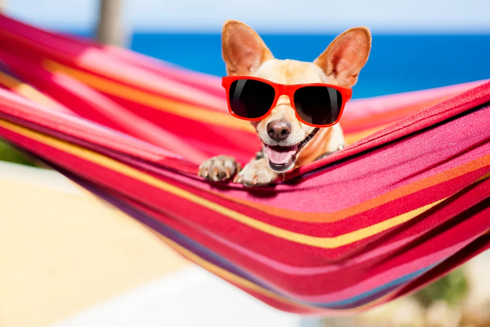 fawn chihuahua wearing red sunglasses in pink striped hammock