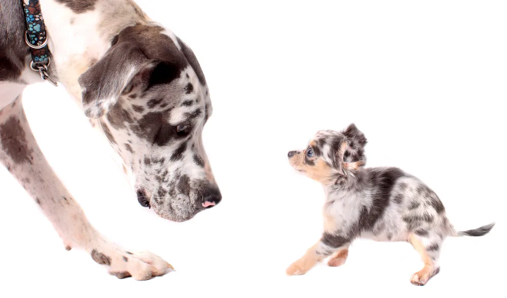 Great Dane and a little chihuahua dog