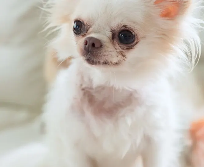 Long hair white chihuahua dog.