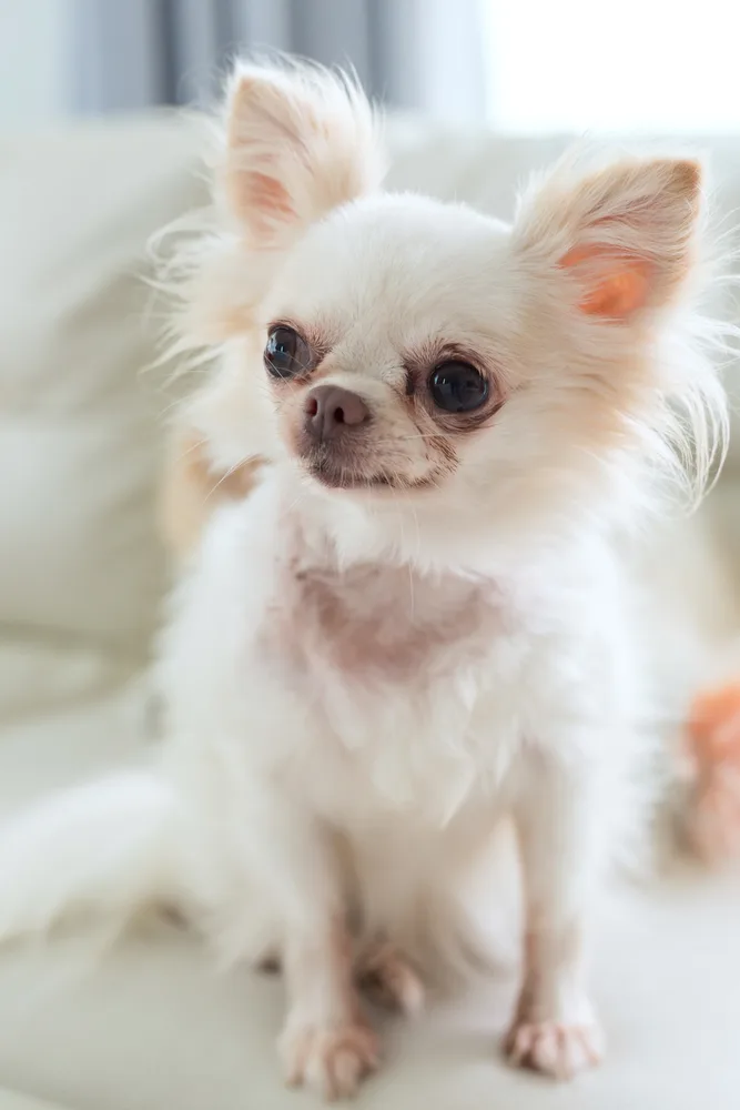 Long hair white chihuahua dog.