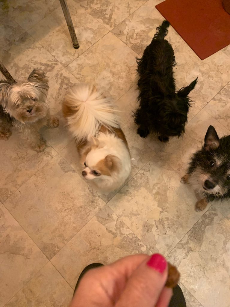 4 small dogs waiting for a treat