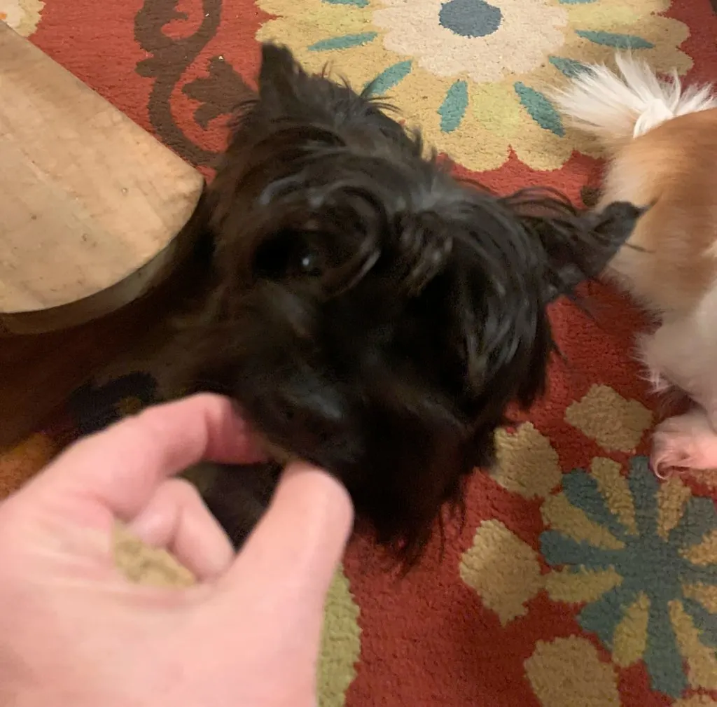 Black Yorkie taking a treat from a hand