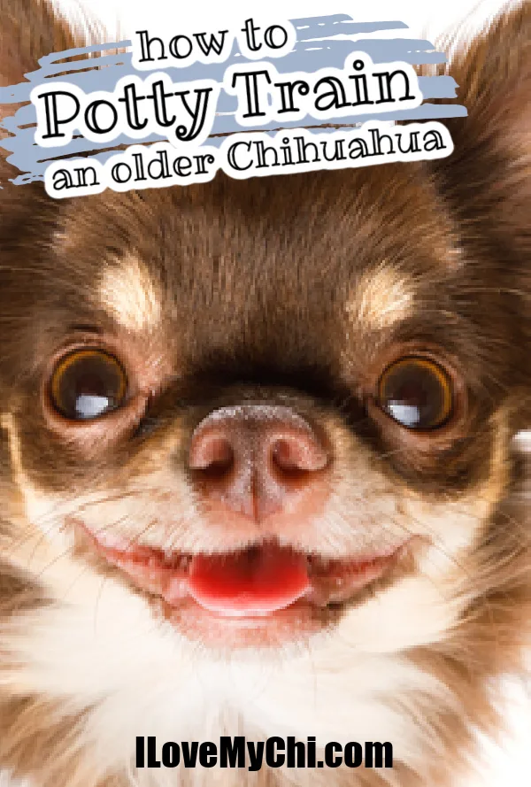 close up of smiling chocolate and cream chihuahua face
