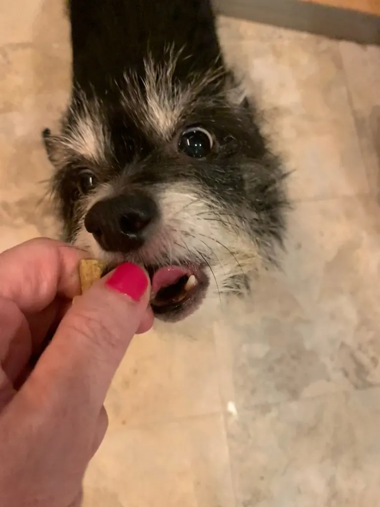 black and white chihuahua mix taking a treat from a hand