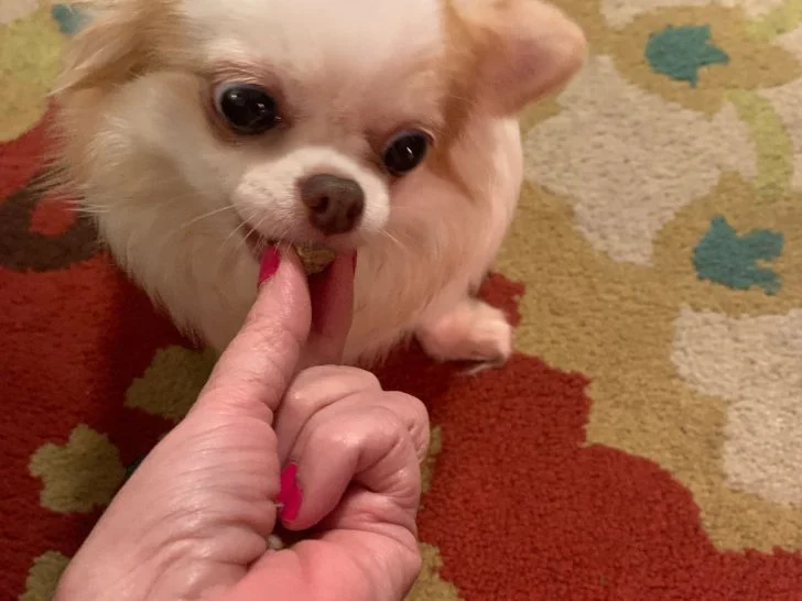 Chihuahua eating treat from hand.