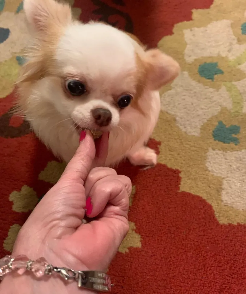 long haired chihuahua taking a treat from a hand