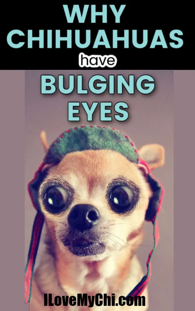 fawn chihuahua with bulging eyes wearing hat