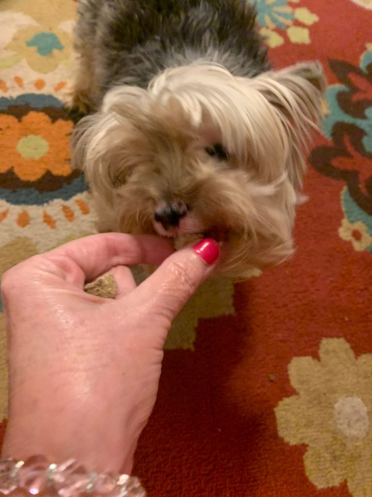 Yorkshire terrier taking a treat from a hand