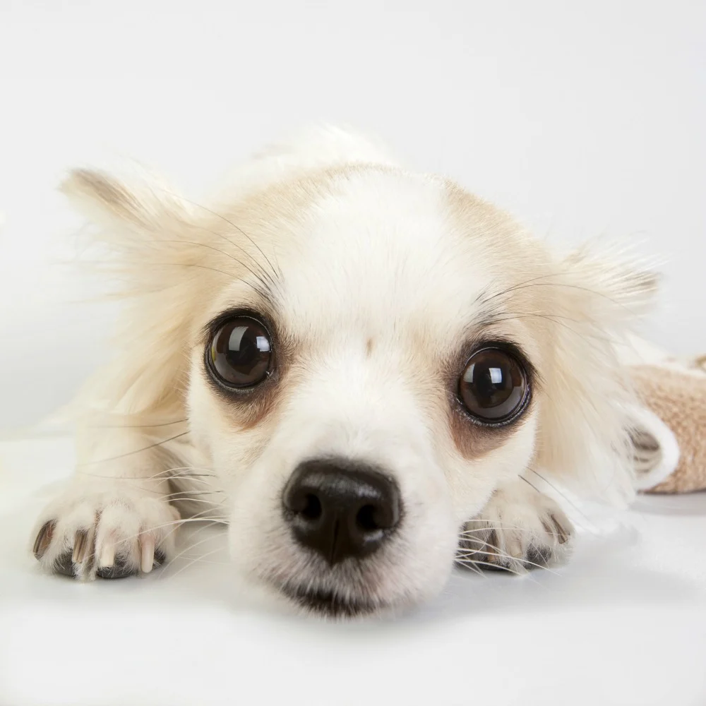 white big eyed chihuahua