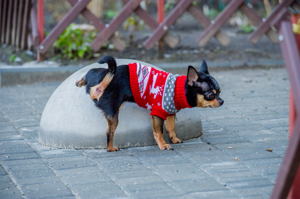 black and tan chihuahua wearing sweater peeing on rock