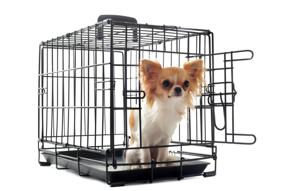 white and orange long hair chihuahua in crate