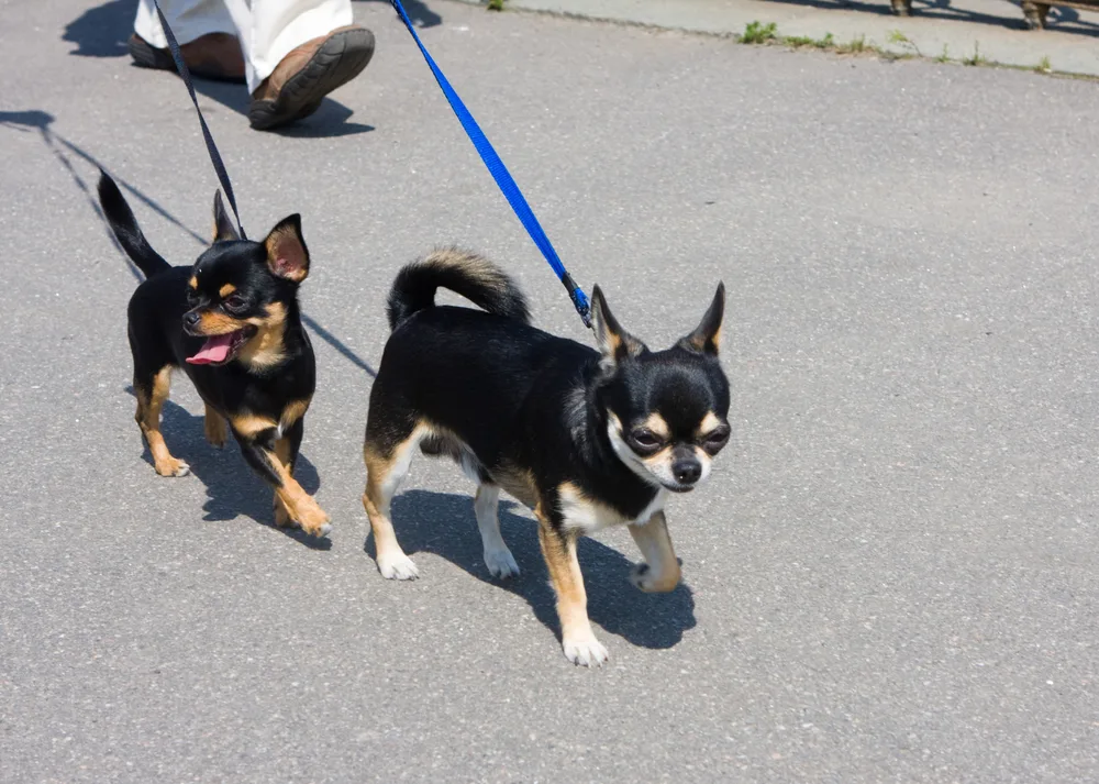 2 dogs being walked on cement