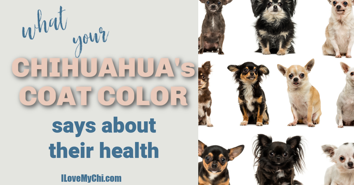 What Your Chihuahua's Coat Color Says About Their Health I Love My Chi