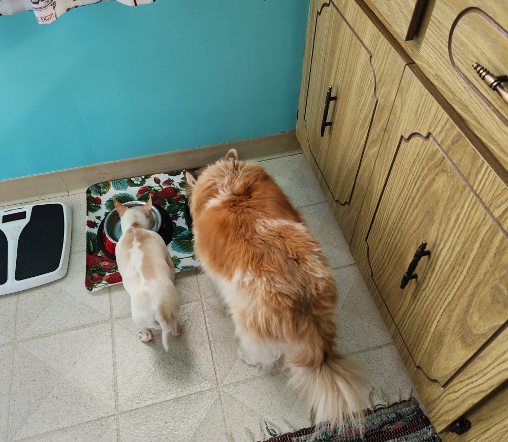 chihuahua and big dog eating from dog bowls