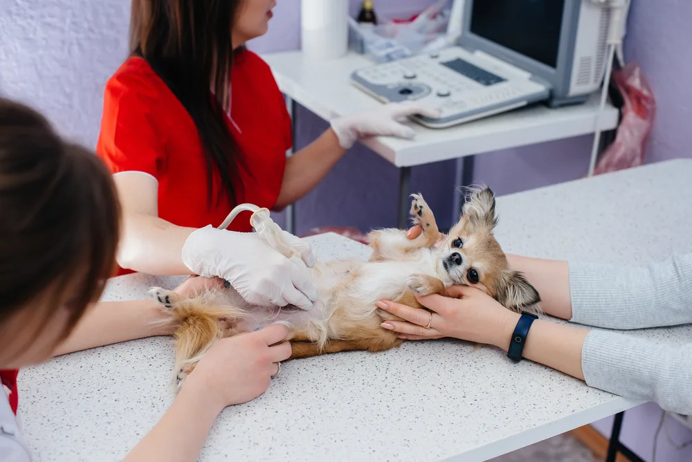 chihuahua getting ultrasound.