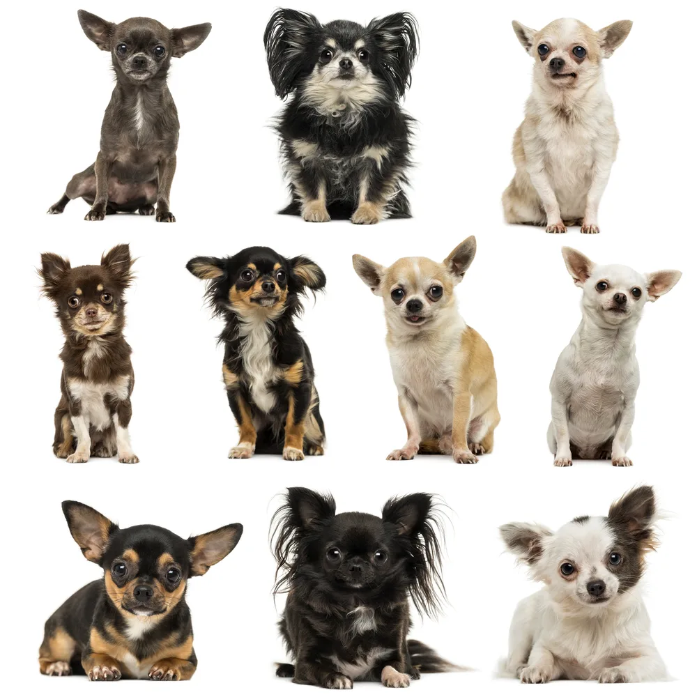 Medium hotsell hair chihuahua