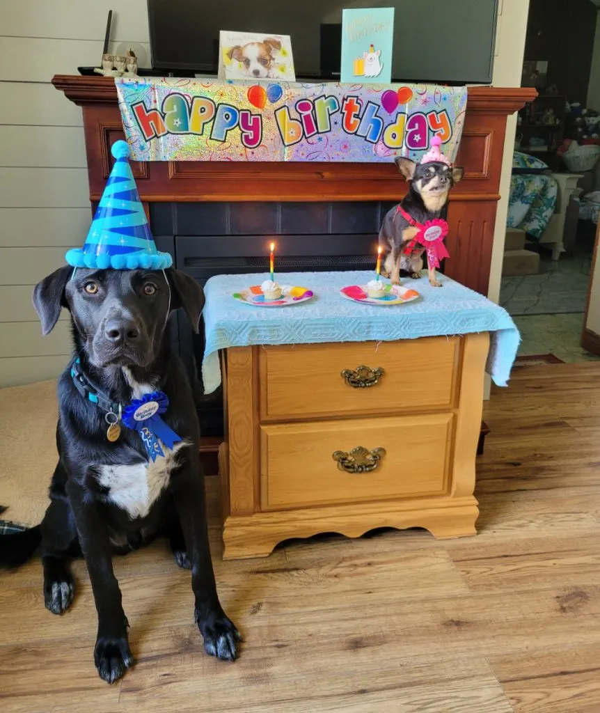 2 dogs wearing birthday hats with cupcakes with candles on tops.