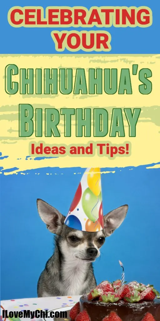 chihuahua with birthday cake and birthday hat