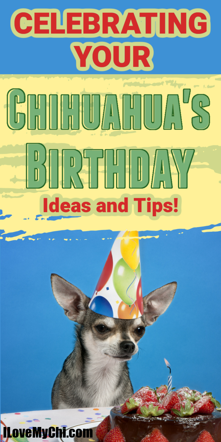 Celebrating Your Chihuahua’s Birthday Ideas and Tips I Love My Chi