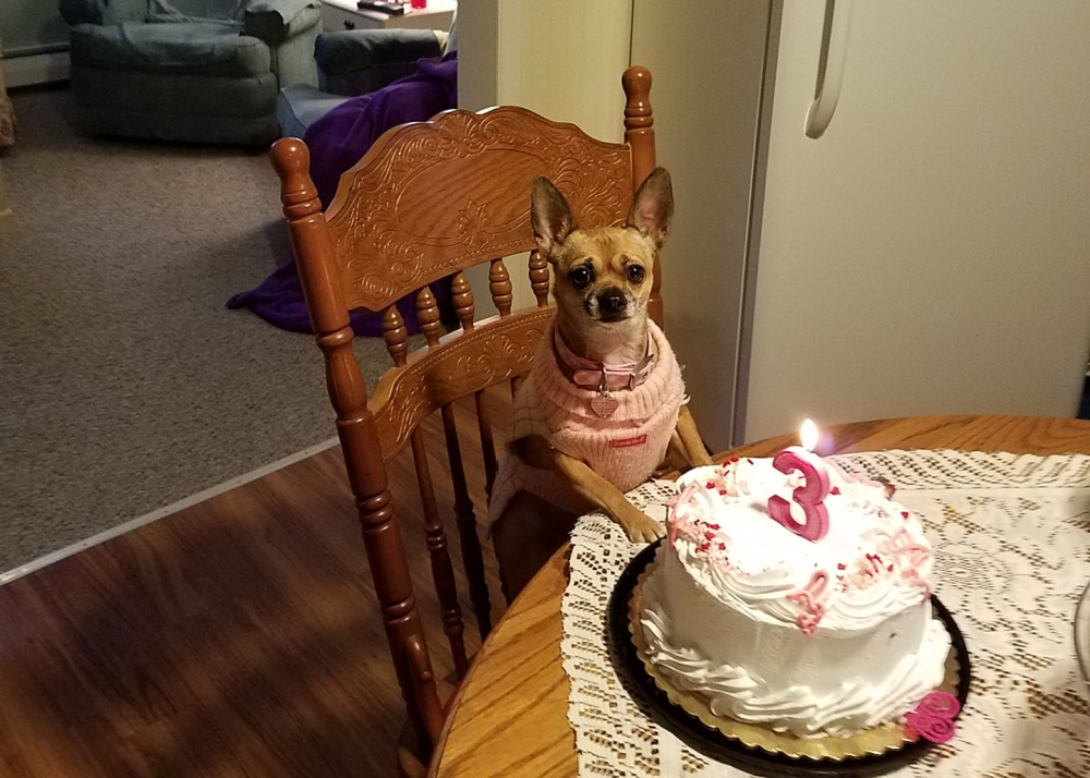 Chihuahua wearing pink sweater sitting in chair at table with birthday cake.