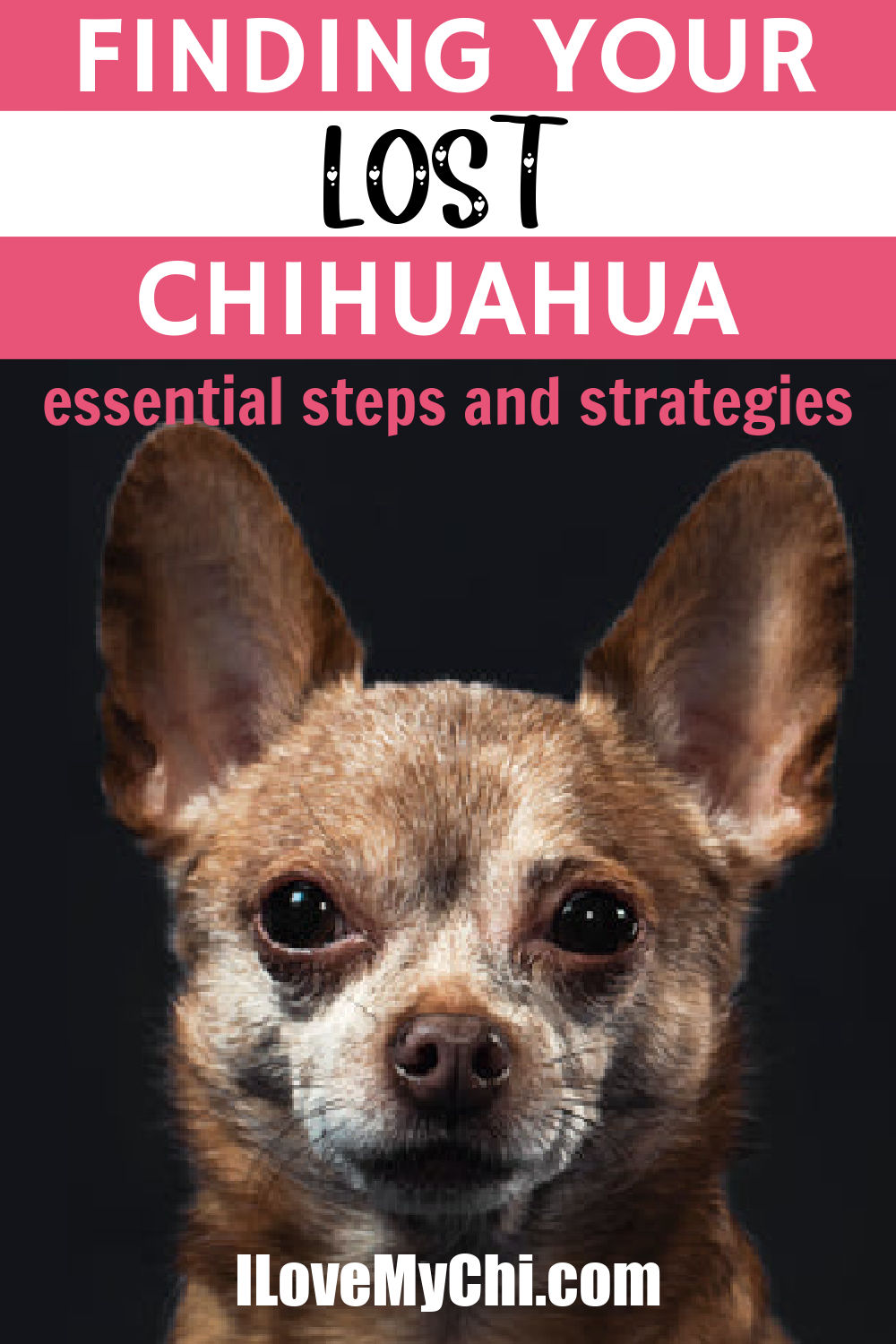 Finding Your Lost Chihuahua Essential Steps and Strategies I Love My Chi