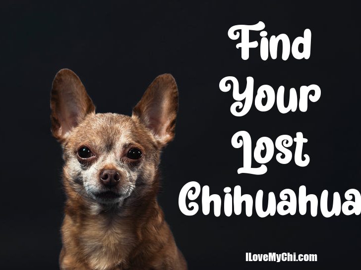 chihuahua on black background. Text says "Find your lost chihuahua.