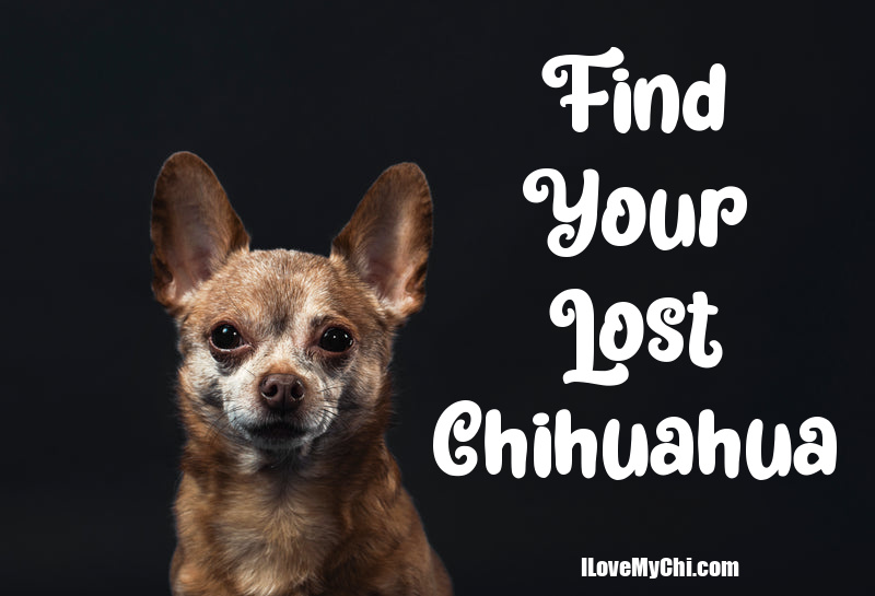 chihuahua on black background. Text says 