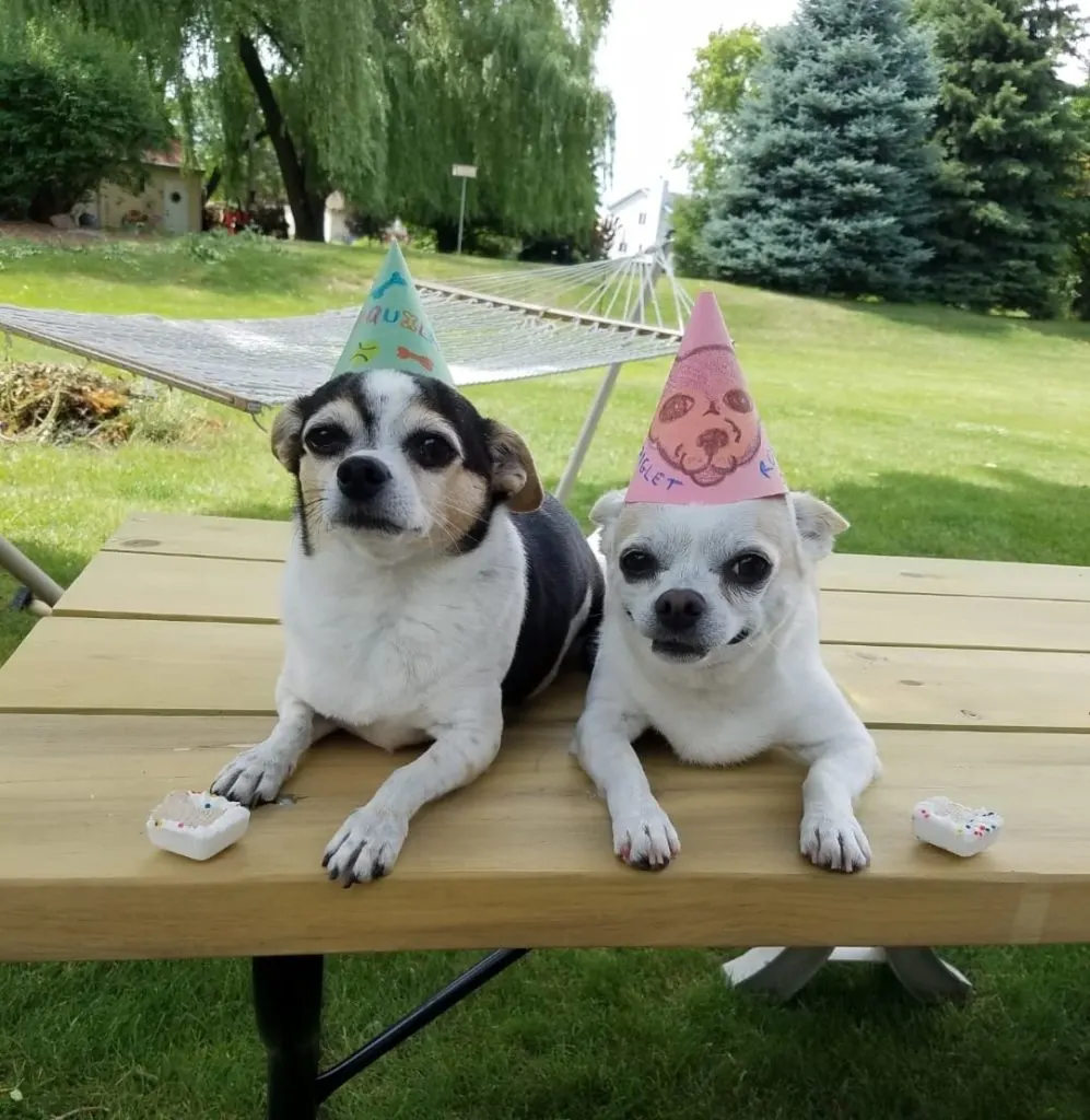 2 chihuahuas wearing birthday hats on picnic table outside with hammock behind them.