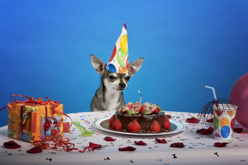 Chihuahua at table wearing birthday hat and looking at birthday cake in front of blue background