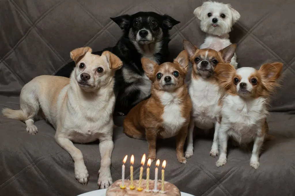 Group of 6 dogs in front of birthday cake.