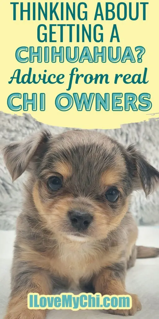 Adorable merle chihuahua puppy.