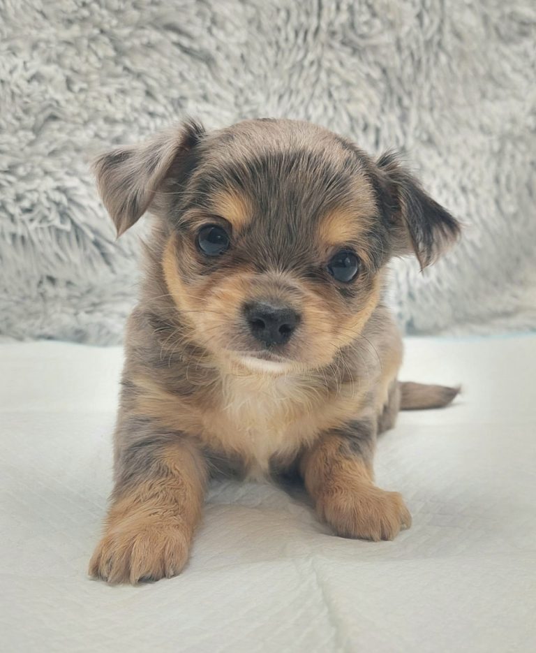 Merle chihuahua puppy.