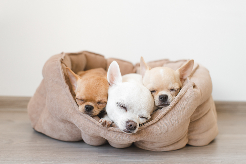 2 chihuahua puppies with mother sleeping in dog bed