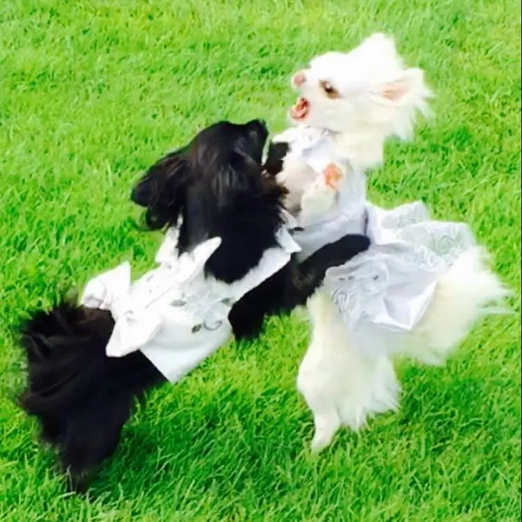 black chihuahua playing with white chihuahua in grass