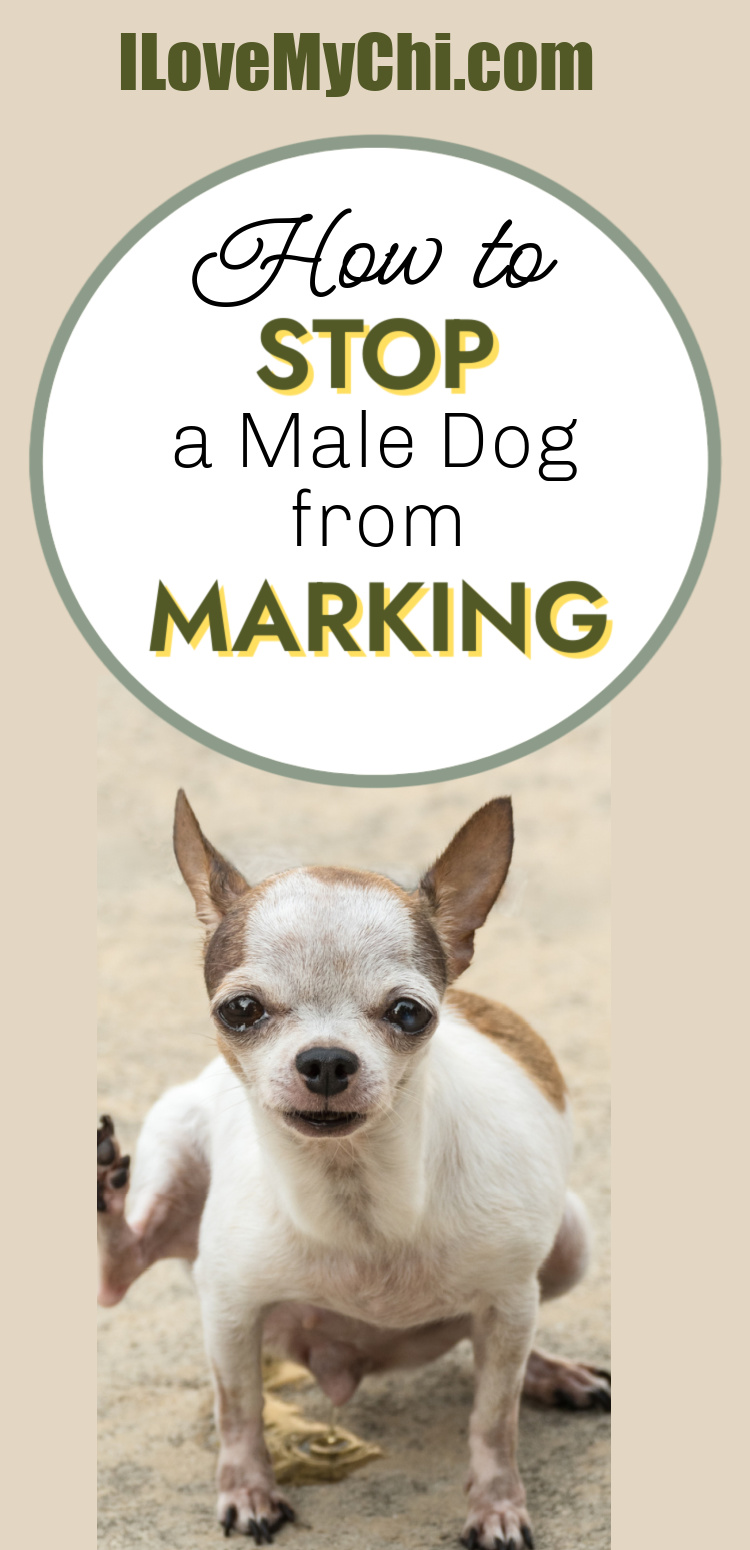 How to Stop a Male Dog From Marking I Love My Chi