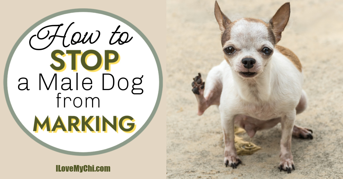 How to Stop a Male Dog From Marking I Love My Chi