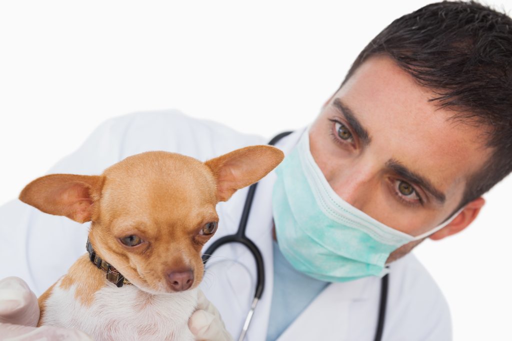 Worried male vet holding a cute chihuahua on white background
