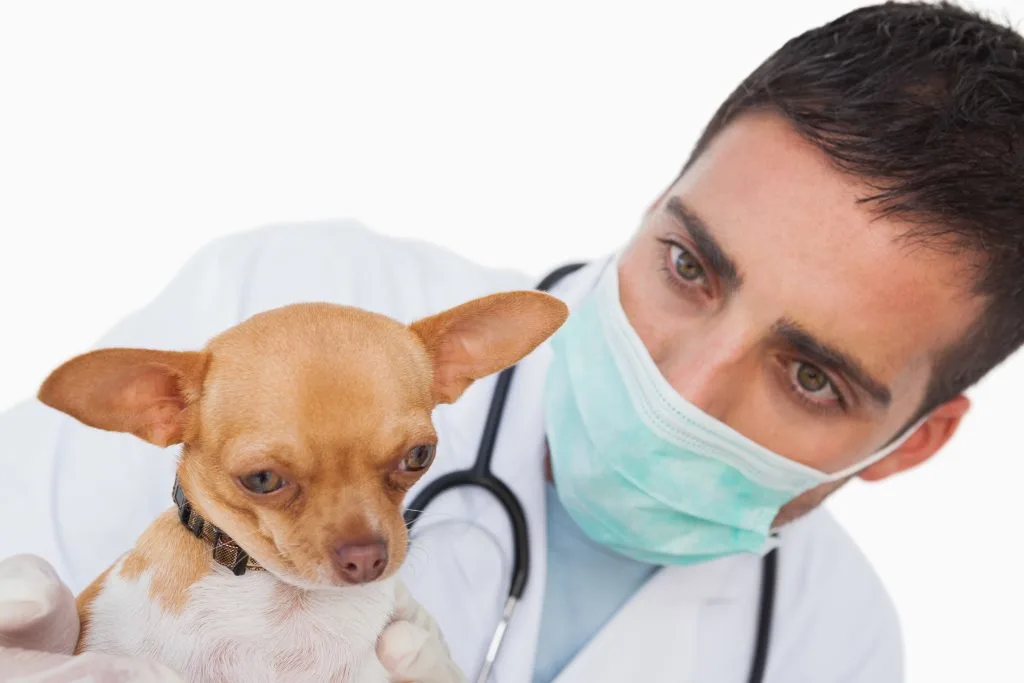Worried male vet holding a cute chihuahua on white background