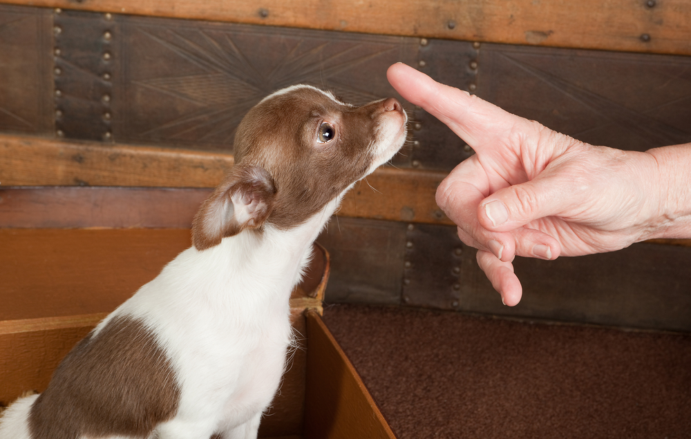 chocolate and white chihuahua puppy with a person's hand in front of them
