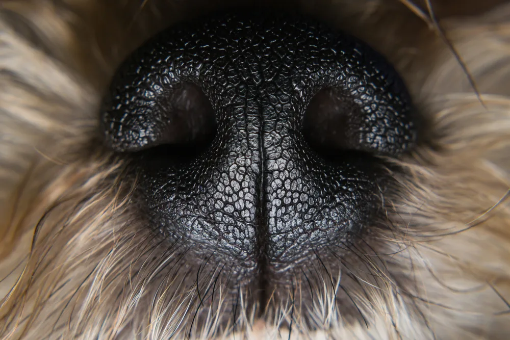 closeup of dog nose