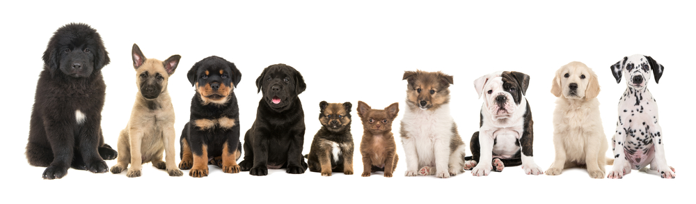large group of ten different kinds of breed puppies on a white background