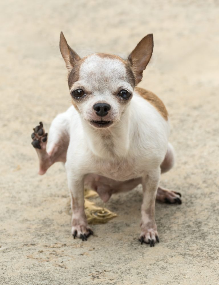 white and orange chihuahua lifting leg peeing