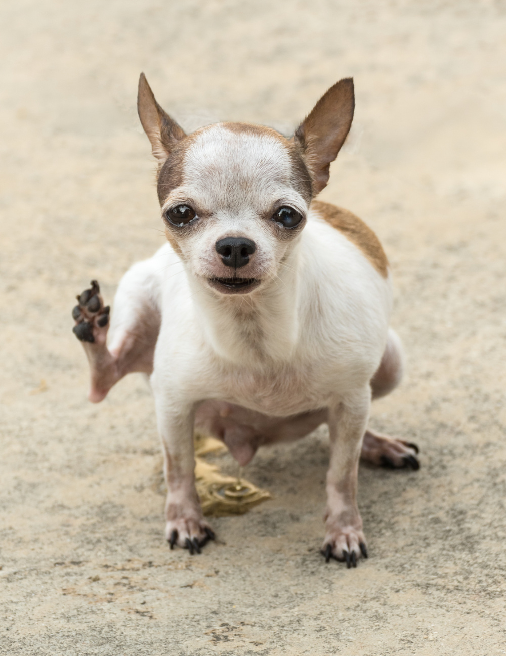 How to Stop a Male Dog From Marking I Love My Chi