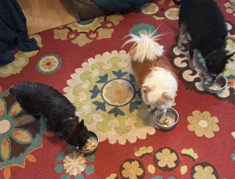 3 dogs eating dog food