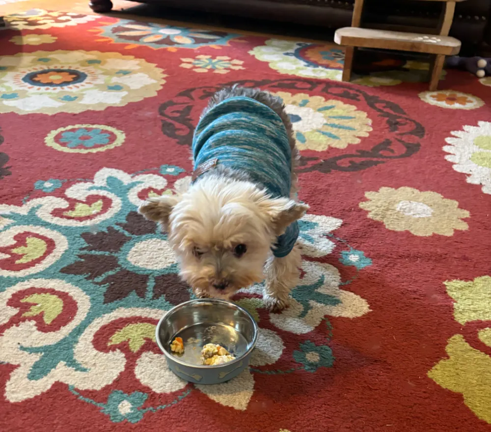 Yorkie in blue sweater eating dog food