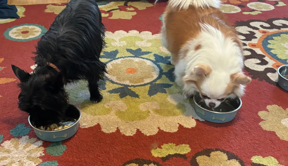 black yorkie and orange and white chihuahua eating dog food