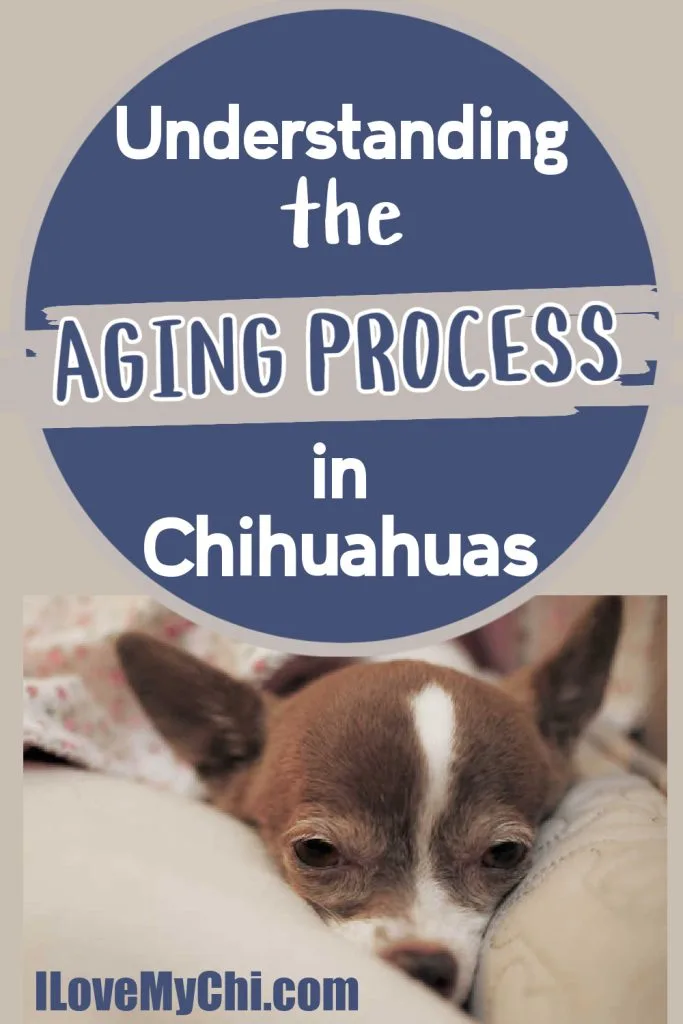 2 tone elderly Chihuahua looking sleepy.
