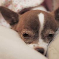 brown and white chihuahua resting.