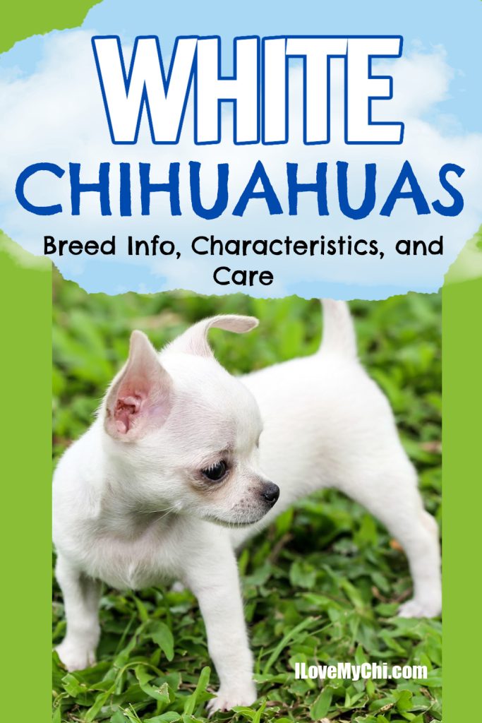 White Chihuahua in grass.