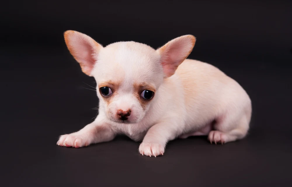 Sad looking white Chihuahua puppy.